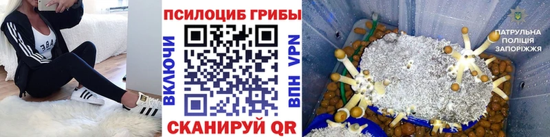 дарнет шоп  Самара  Псилоцибиновые грибы MAGIC MUSHROOMS 